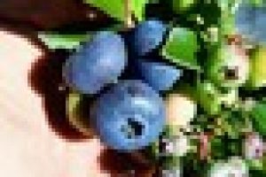 blueberry plant pot