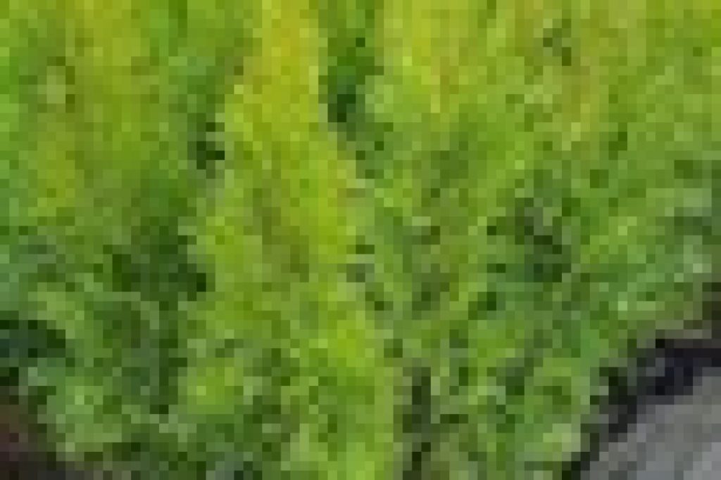 thuja emerald green