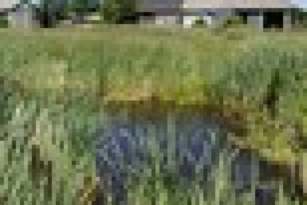 country house stable