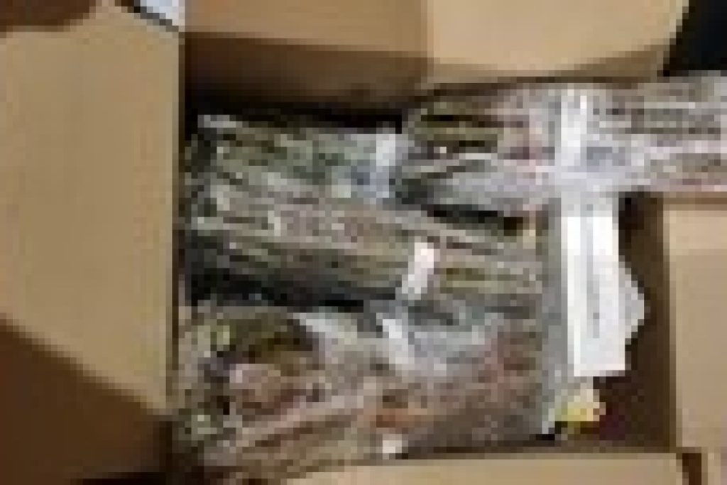 willow cuttings bundle