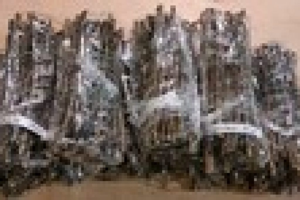 willow cuttings bundle