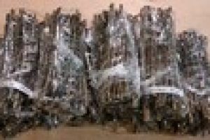 willow cuttings bundle