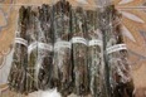 willow cuttings garden