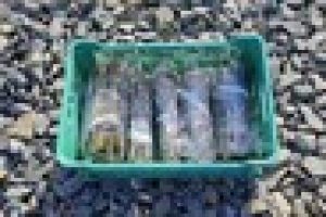 willow cuttings bundle