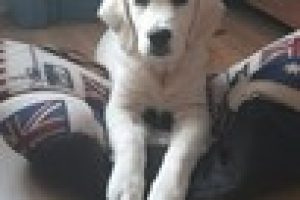 lost golden retriever dog