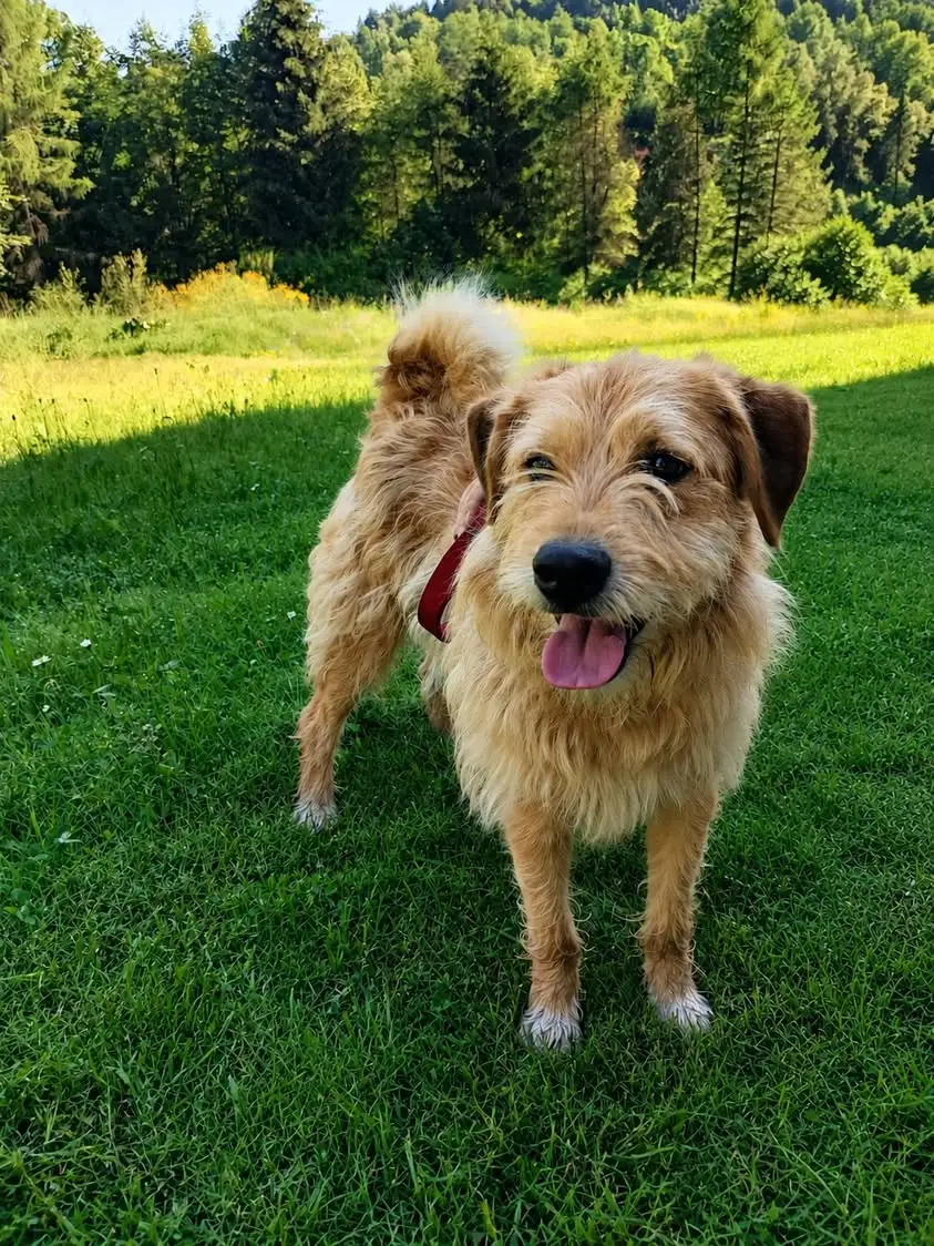 Pies do adopcji na PSZOK-u – szukamy odpowiedzialnego domu